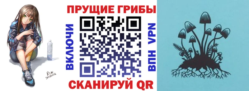 Купить где  Кодинск  Галлюциногенные грибы GOLDEN TEACHER 